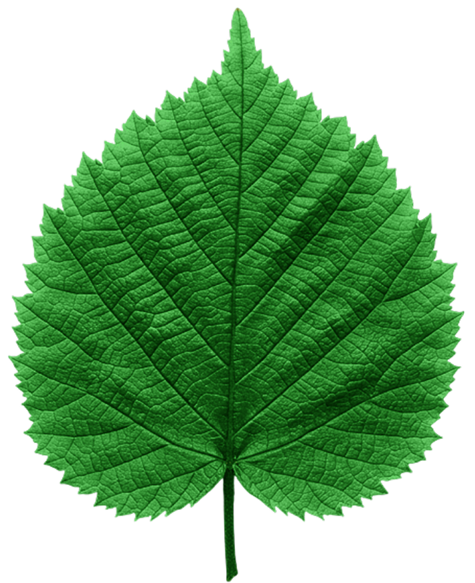 Reducose®...not just any white mulberry leaf extract